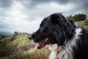 A border collie in the mountains.