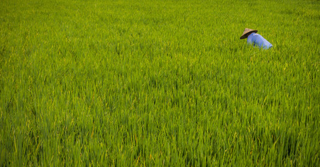 Obraz na płótnie Canvas Bali Rice Field Workers