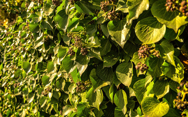 Green Climbing Plants, Ivy on Wall