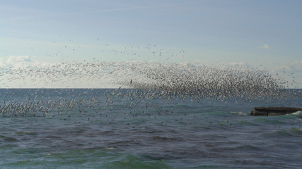 Great flock of seagulls flying over the sea