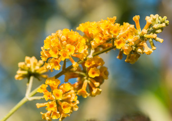 Butterfly Feast