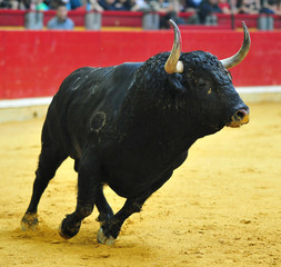 toro