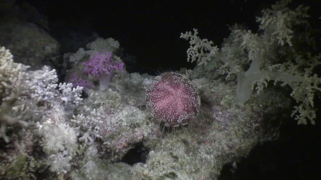 Sea urchin echinus underwater on background marine landscape in Red sea. Swimming in world of colorful beautiful wildlife of reefs and algae. Abyssal diving.