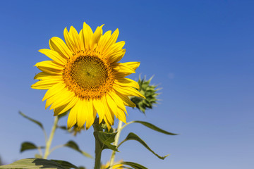 Obraz premium sunflower blooming on the field with blue sky background