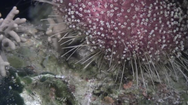 Sea urchin echinus underwater on background marine landscape in Red sea. Swimming in world of colorful beautiful wildlife of reefs and algae. Inhabitants in search of food. Abyssal diving.