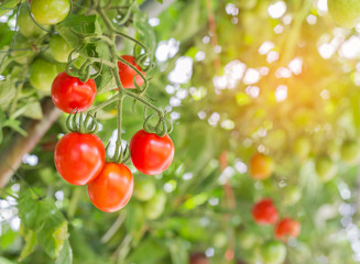 Close up cherry tomatoes hanging on trees in organic farm selective focus