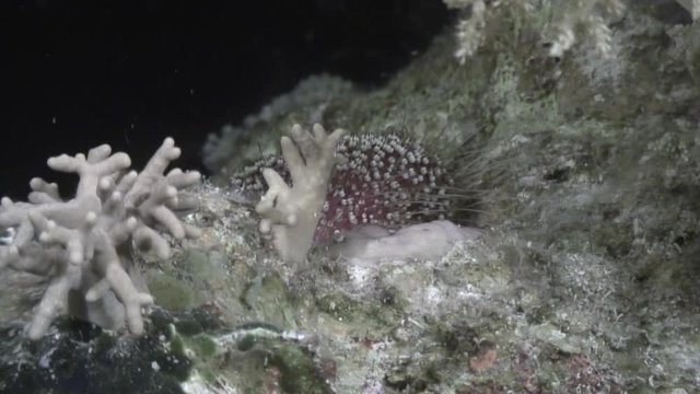 Sea urchin echinus underwater on background marine landscape in Red sea. Swimming in world of colorful beautiful wildlife of reefs and algae. Inhabitants in search of food. Abyssal diving.