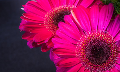 Closeup of two beautiful fresh pink gerbera daisies in the dark background