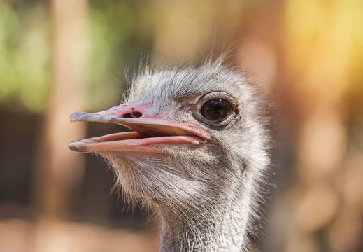 Close up head of ostrich ( Struthio camelus ) selective focus