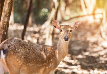 young  sika deer or Spotted deer or Japanese deer (Cervus nippon) 
