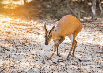 young barking deer (Muntiacus muntjak) wildlife in the natural 