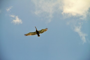 Jamaica Bird