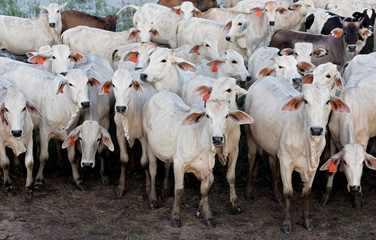 A herd of cows on the El Cedral farm - Los Llanos, Venezuela, Latin America