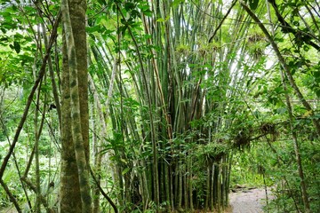 Obraz premium Dschungel von Kuba