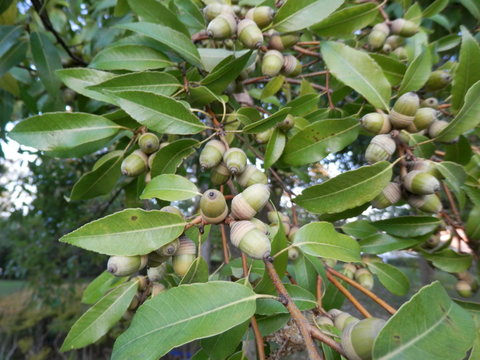 ドングリ/シラカシの実(三重県)