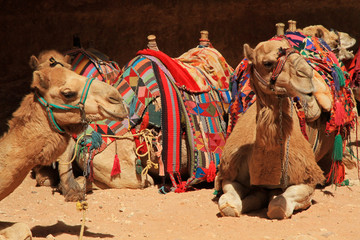 Camels in Petra / Petra, Jordan