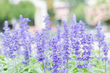 Blue salvia flower blossom in a garden