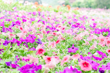 Obraz na płótnie Canvas Colorful petunia flower blossom in a garden