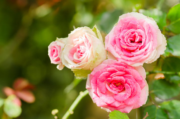 Pink roses flower blossom in spring