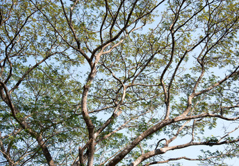 Fototapeta premium Tree