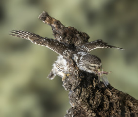 Athene noctua, little owl