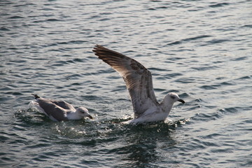 Obraz premium Seagull Ocean Sea Bird