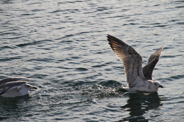 Seagull Ocean Sea Bird