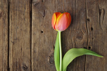 orange tulip on wooden vintage textured background
