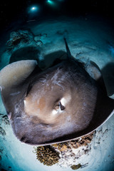 Cowtail Stingray at Night