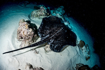 Cowtail Stingray at Night