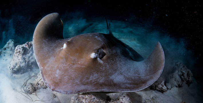 Cowtail Stingray at Night