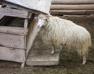 Staring Goat