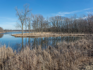 Trees without leaves reflection in a lake
