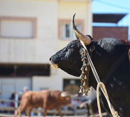 toro