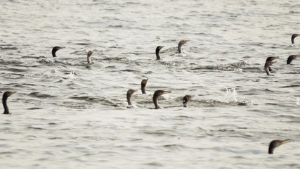 keeping heads above water