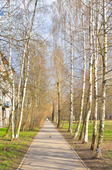 Birch alley at spring.