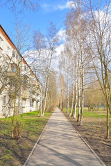Birch alley at spring.