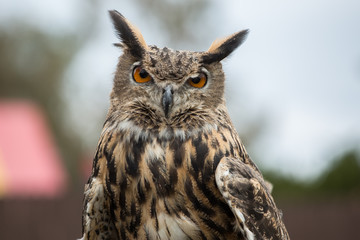 Horned Owl