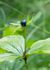 Herb-paris, Paris quadrifolia, with berry 