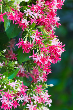 Pink flowers blossom, Quisqualis Indica flower plant , Chinese honeysuckle, Rangoon Creeper or Combretum indicum.
