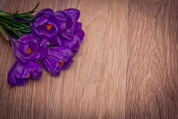 Obraz na płótnie Canvas purple crocuses close-up