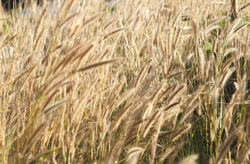 Beautiful grass flower under warm sunlight