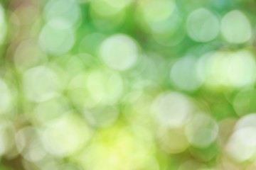 Blur Sunlight for Green Background