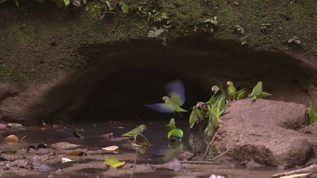 Cobalt-winged parakeets

Cobalt-winged parakeets at clay lick, Yasuni National Park, Ecuador