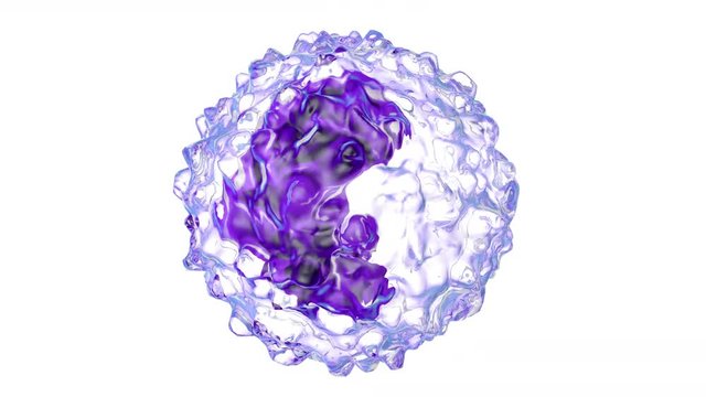 Animated Monocyte type Leukocyte cell on a white background   	.