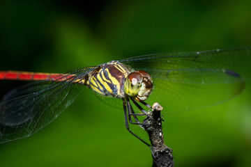 close up dragonfly in green nature