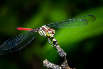 close up dragonfly in green nature
