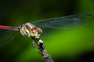 close up dragonfly in green nature