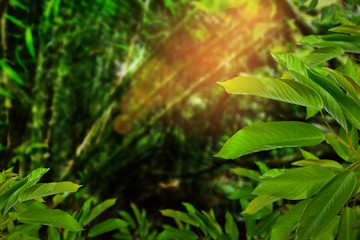 Green trees and leaf greenery