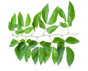 leaf isolate natural